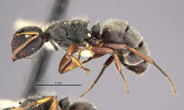 Plancia ëd Camponotus mucronatus hirsutinasus Wheeler 1934