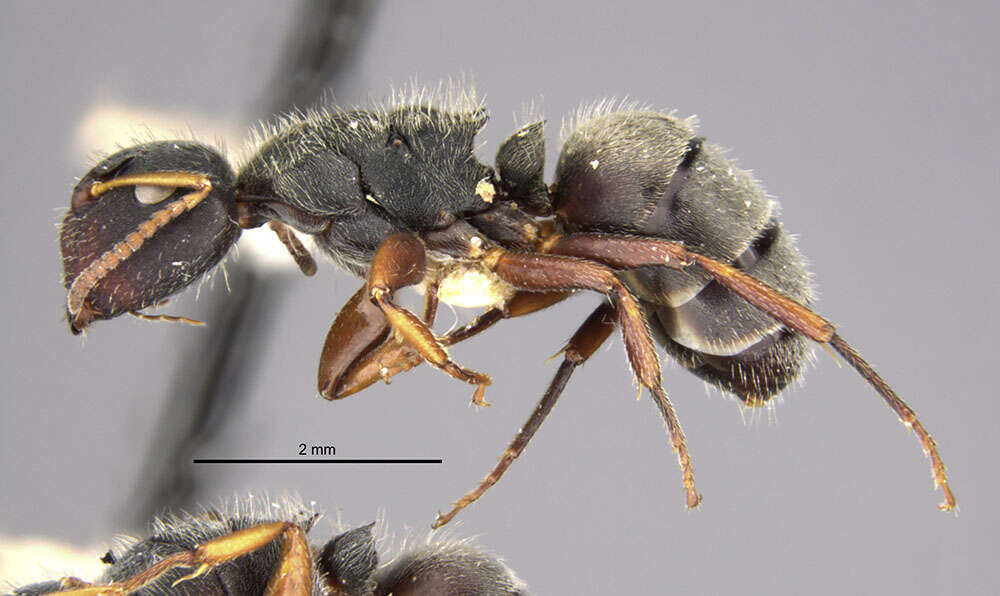 Image of Camponotus mucronatus hirsutinasus Wheeler 1934