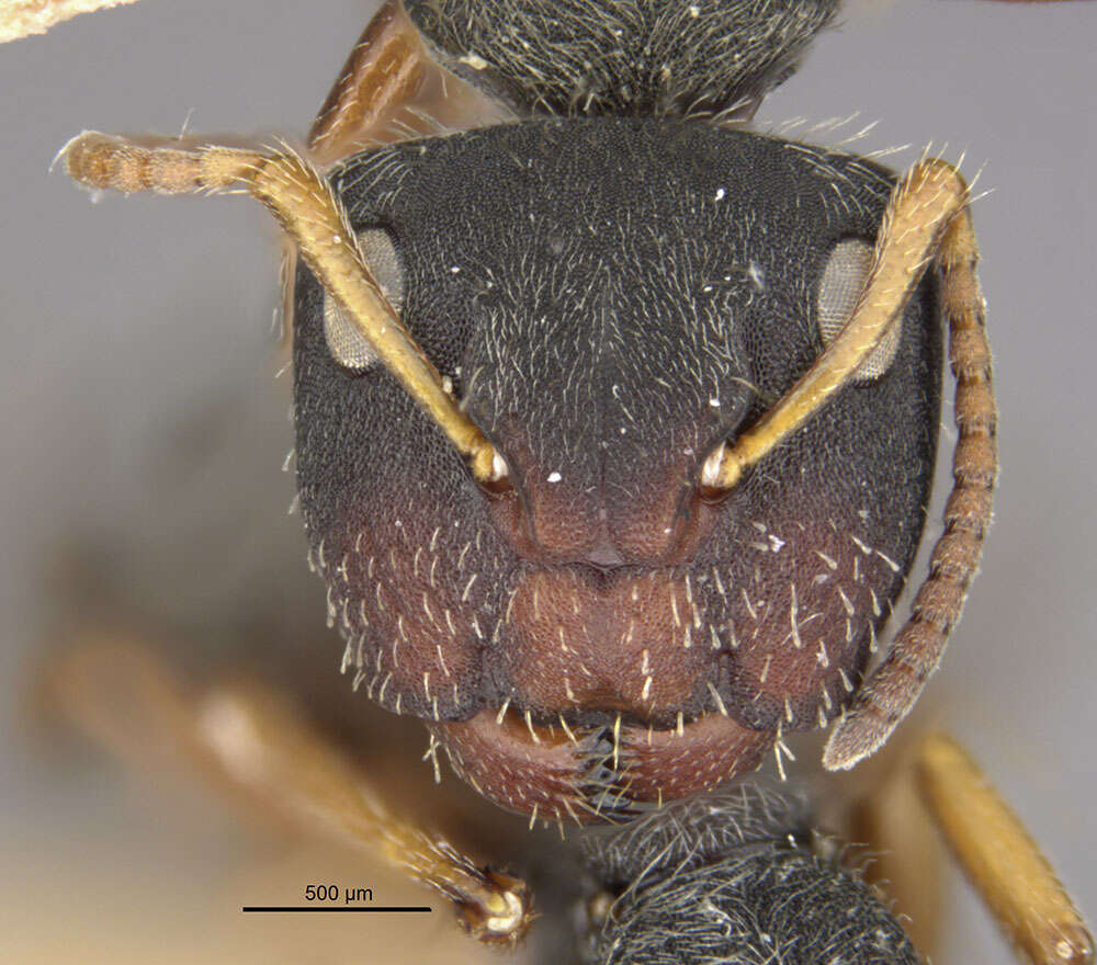Image of Camponotus mucronatus hirsutinasus Wheeler 1934