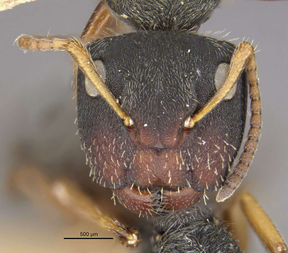 Plancia ëd Camponotus mucronatus hirsutinasus Wheeler 1934