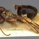 Image of Camponotus picipes pilosulus Emery 1925