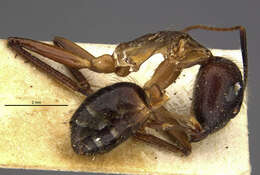 Image of Camponotus picipes (Olivier 1792)