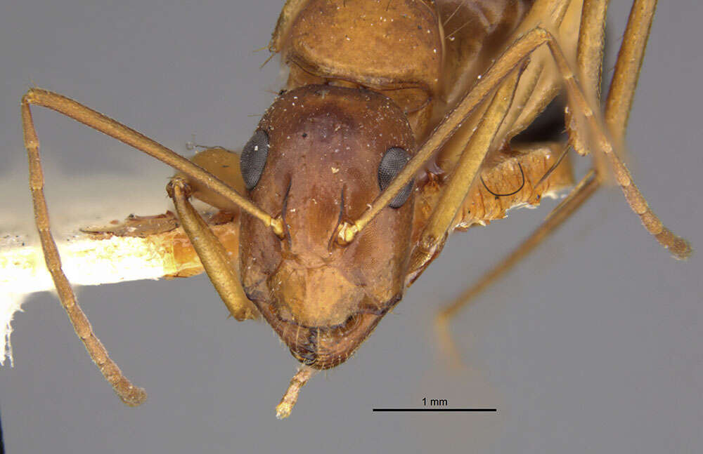 Imagem de Camponotus pilicornis (Roger 1859)