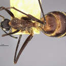 Image of Camponotus pompeius cassius Wheeler 1922