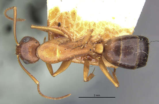 صورة Camponotus pilicornis (Roger 1859)