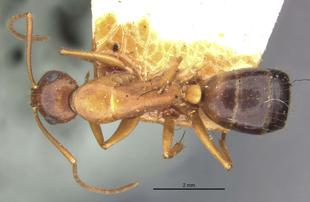 Imagem de Camponotus pilicornis (Roger 1859)