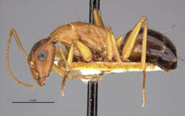 Imagem de Camponotus pilicornis (Roger 1859)