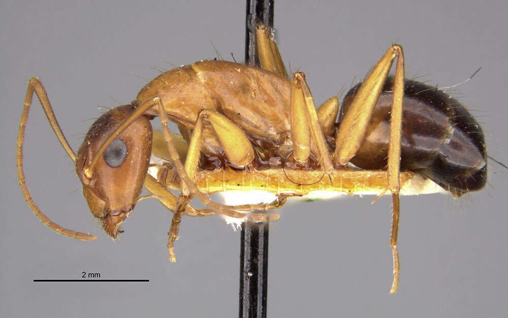 Imagem de Camponotus pilicornis (Roger 1859)