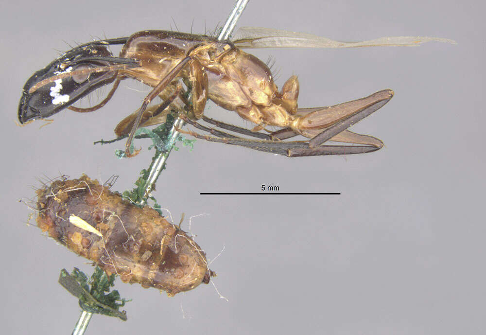 Image of Camponotus longipilis Emery 1911