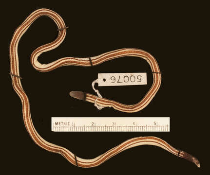 Image of Butler's Two-headed Snake