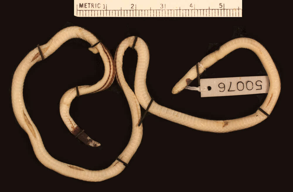 Image of Butler's Two-headed Snake