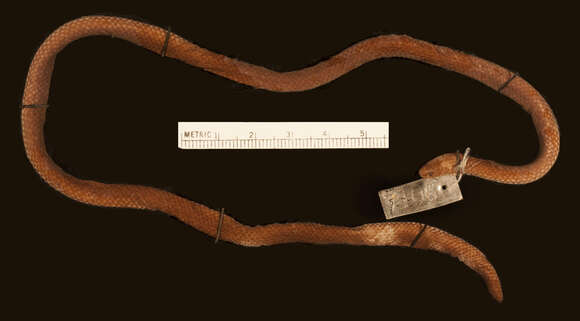 Image of Boie's Dwarf Snake