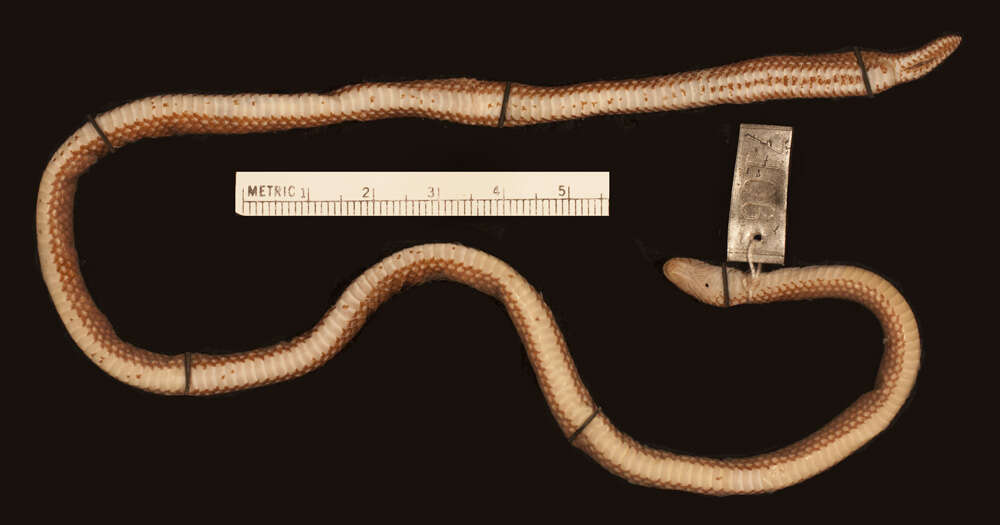 Image of Boie's Dwarf Snake