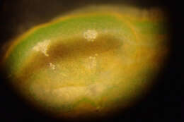 Image of Phyllaplysia taylori Dall 1900