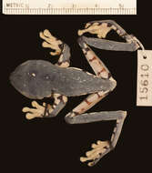 Plancia ëd Cruziohyla calcarifer (Boulenger 1902)