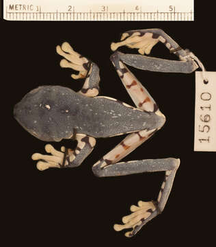 Image de Cruziohyla calcarifer (Boulenger 1902)