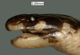 Sivun Chilorhinophis gerardi tanganyikae Loveridge 1951 kuva