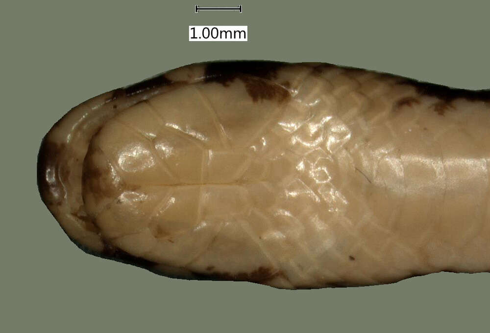 Image of Chilorhinophis gerardi tanganyikae Loveridge 1951