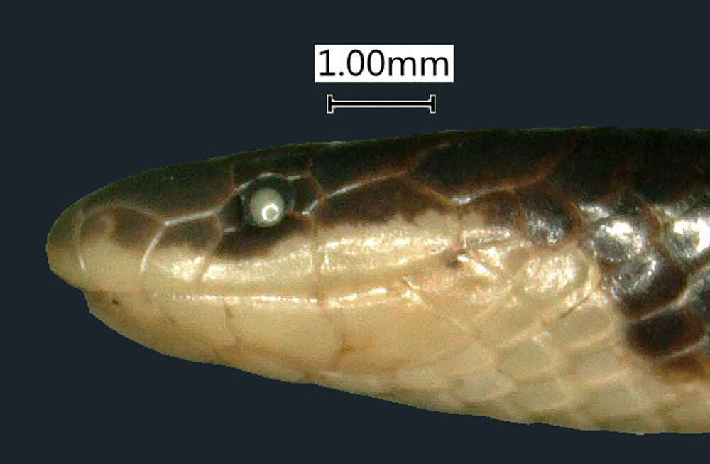 Sivun Chilorhinophis butleri Werner 1907 kuva