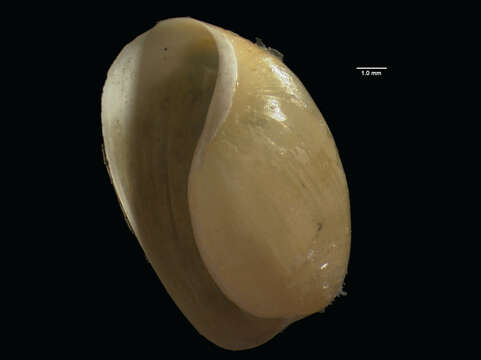 Image of <i>Haminoea nigropunctata</i> Pease 1868