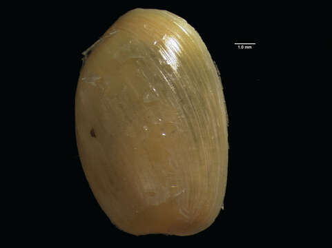 Image of <i>Haminoea nigropunctata</i>