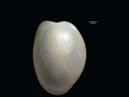 Image of <i>Haminoea ovalis</i> Pease 1868