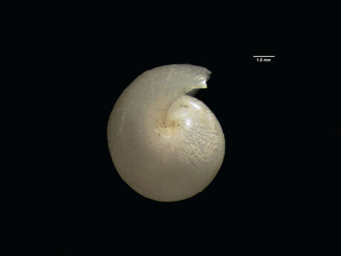 Image of <i>Haminoea ovalis</i> Pease 1868