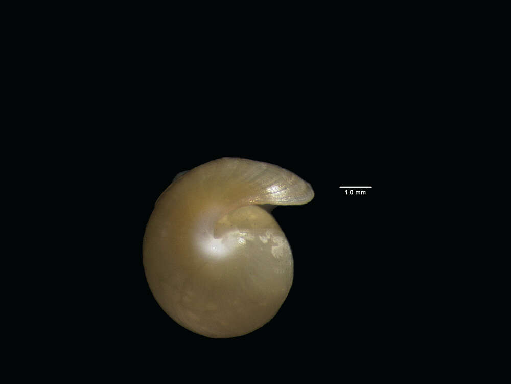 Image of <i>Haminoea crocata</i> Pease 1860