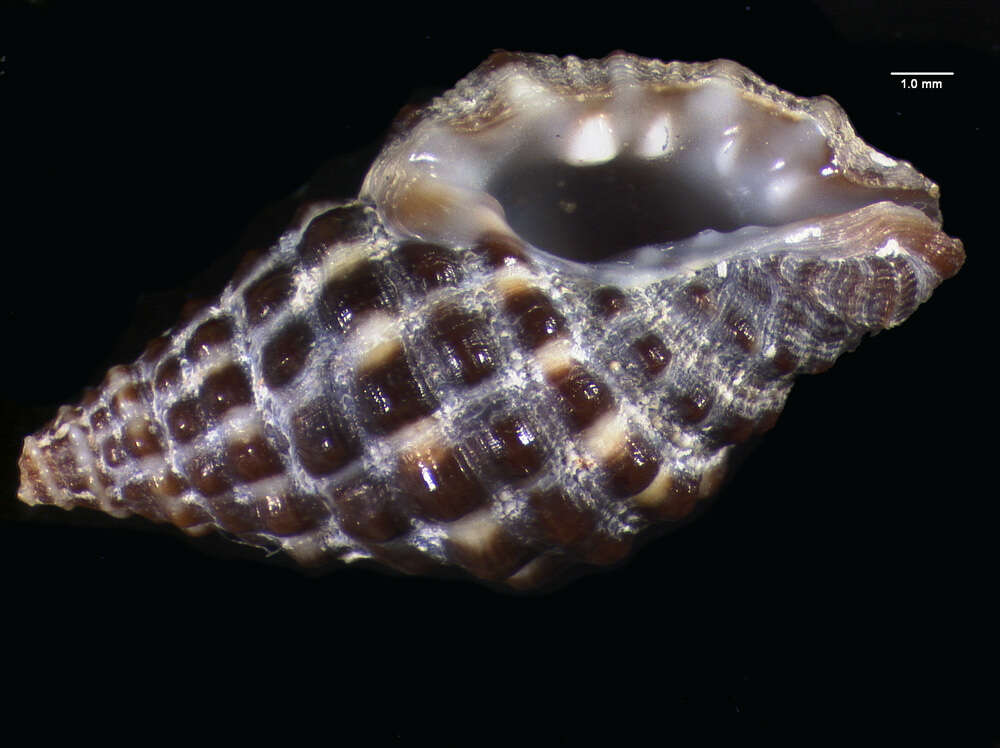 Image of <i>Morula nodulosa</i>