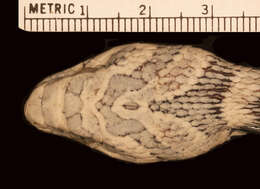 Sivun Hemorrhois algirus intermedius (Werner 1929) kuva