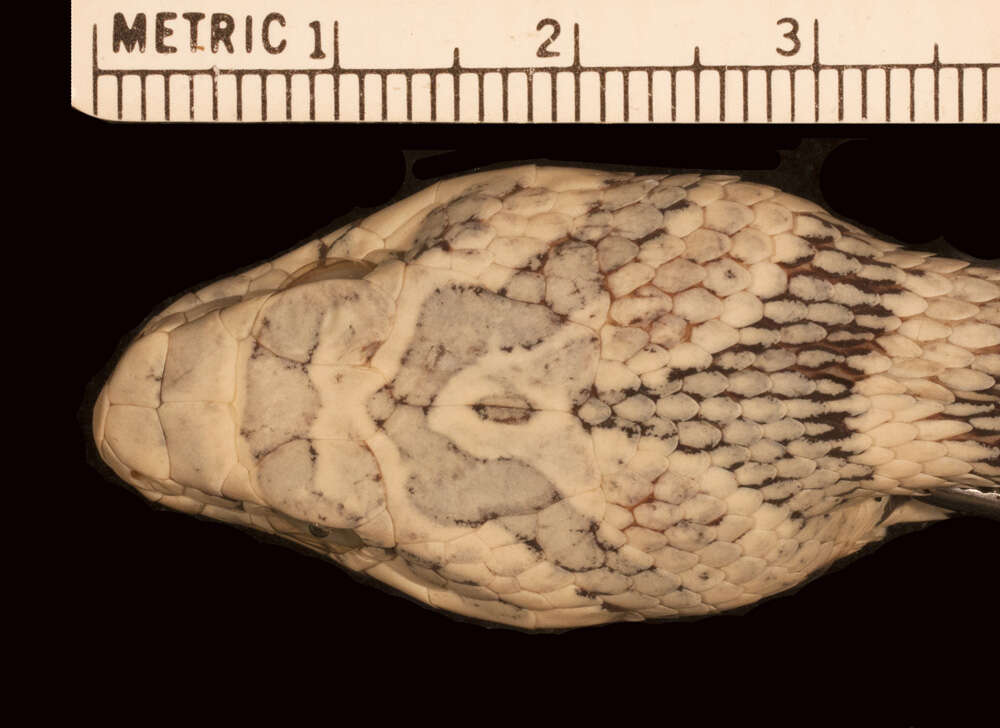 صورة Hemorrhois algirus intermedius (Werner 1929)