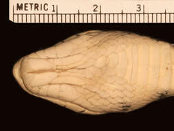Sivun Hemorrhois algirus intermedius (Werner 1929) kuva