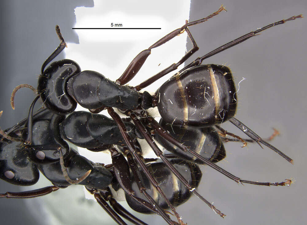 Image of Camponotus quercicola Smith 1954
