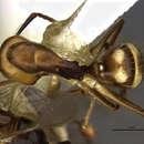 Image of <i>Camponotus reburrus</i>