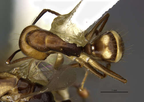 Image of <i>Camponotus reburrus</i>