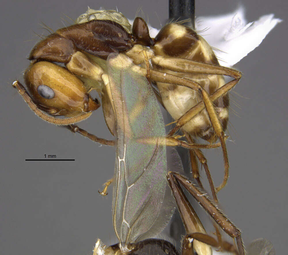 Image of <i>Camponotus reburrus</i>