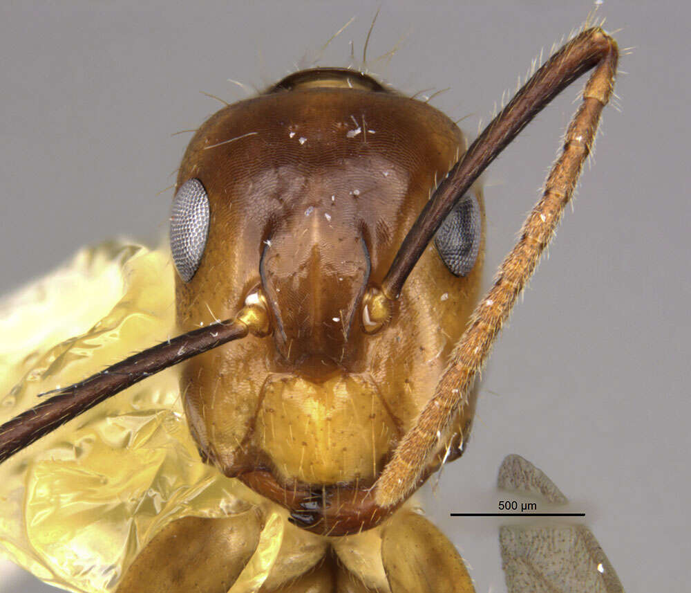 Image of <i>Camponotus reburrus</i>