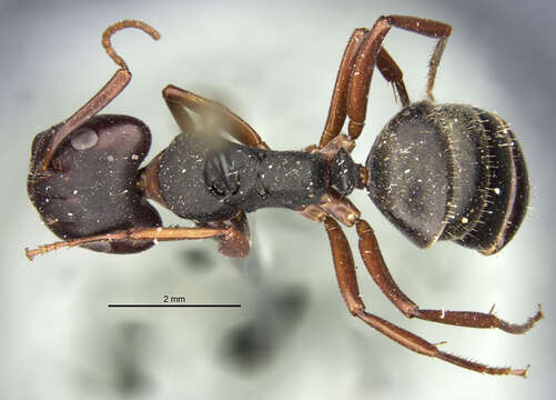 Image of <i>Camponotus planus</i> Smith 1877