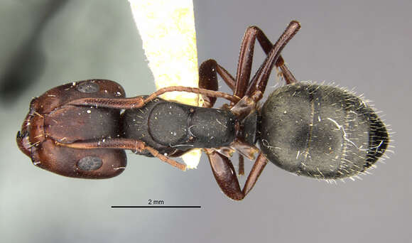 Image of <i>Camponotus planus hephaestus</i> Wheeler 1933