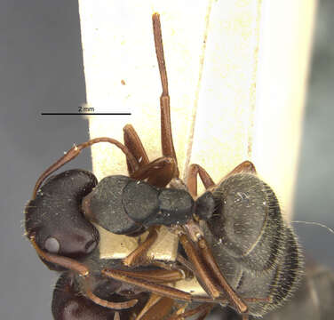 Image of Camponotus planus indefessus Wheeler 1919