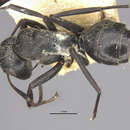Image of Camponotus olivieri sorptus Santschi 1915
