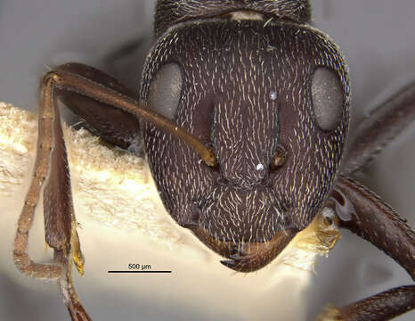 Слика од Camponotus auropubens Forel 1894