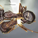 Image of Camponotus navigator Wilson 1967