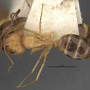 Image of Camponotus ramulorum marcidus Wheeler 1905