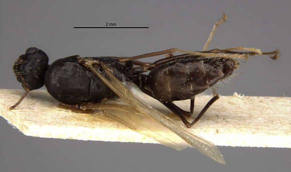 Слика од Camponotus punctulatus imberbis Emery 1906