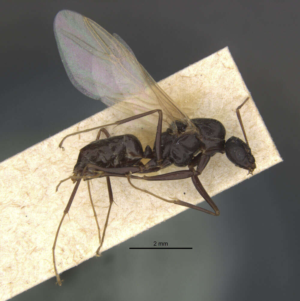 Слика од Camponotus punctulatus imberbis Emery 1906