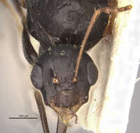 Слика од Camponotus punctulatus imberbis Emery 1906