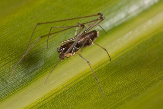 Image of cyatholipid spiders