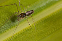 Image of cyatholipid spiders