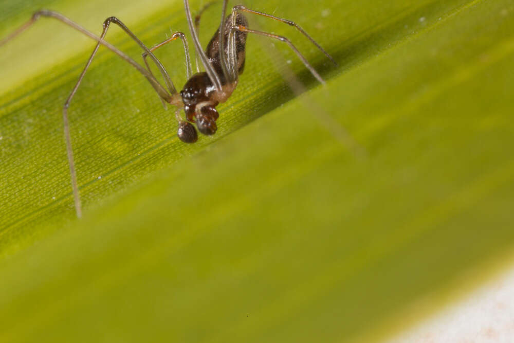 Image of cyatholipid spiders